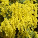 Acacia Dealbata Tree Or Shrub 20 Seeds, Silver Wattle Mimosa
