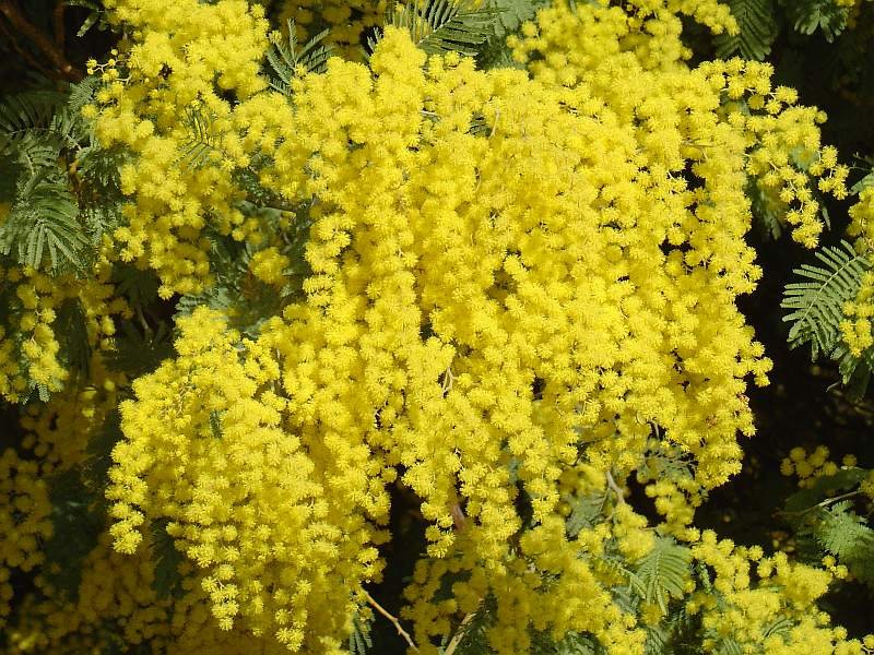 Acacia Dealbata Tree Or Shrub 100 Seeds, Silver Wattle Mimosa