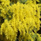 Acacia Dealbata Tree Or Shrub 100 Seeds, Silver Wattle Mimosa Acacia Dealbata Tree Or Shrub 100 Seeds, Silver Wattle Mimosa