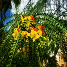 Parkinsonia Aculeata 20 Seeds, Mexican Palo Verde Shrub Tree, Jerusalem Thorn Parkinsonia Aculeata 20 Seeds, Mexican Palo Verde Shrub Tree, Jerusalem Thorn