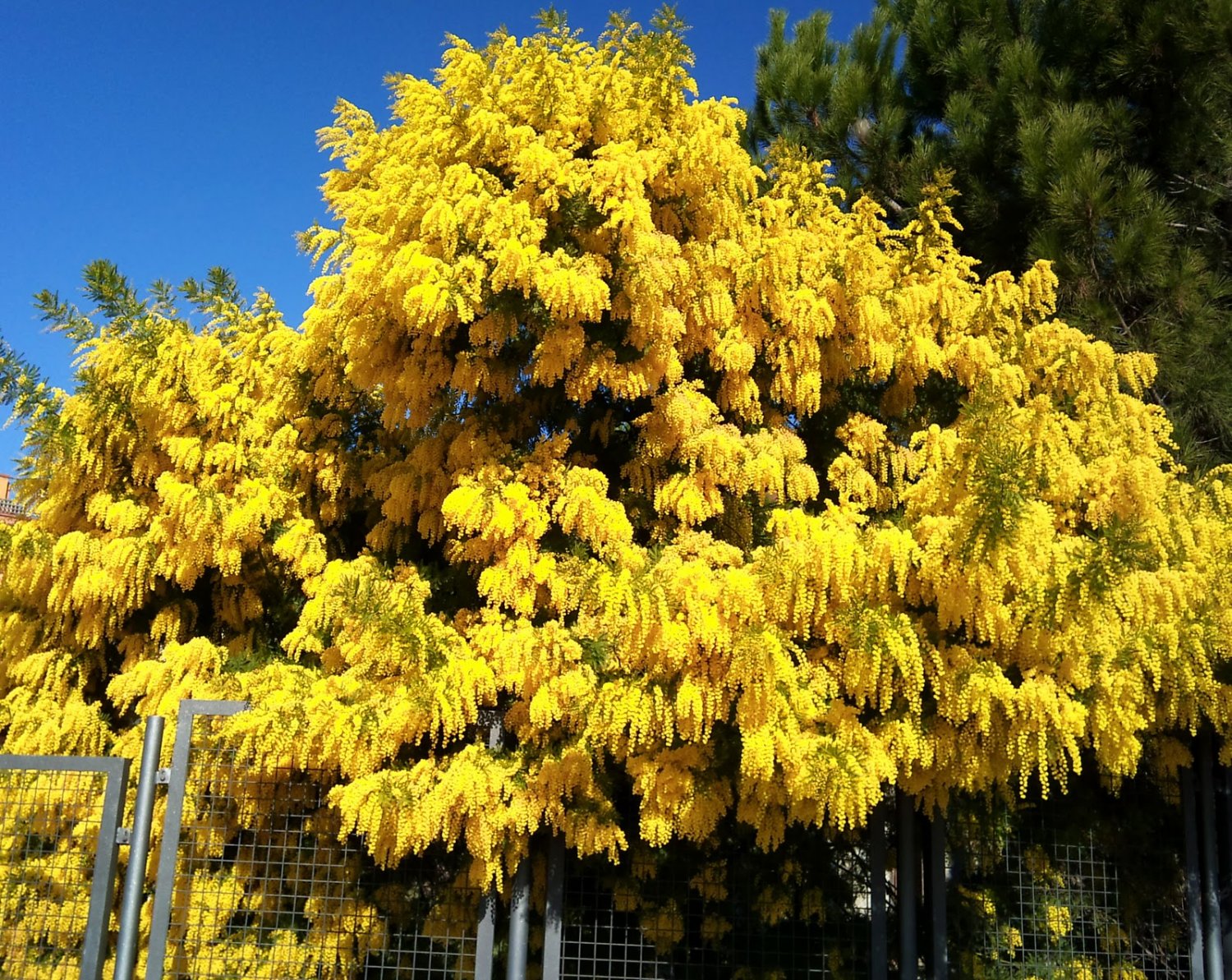 Acacia Dealbata Tree Or Shrub 1000 Seeds Silver Wattle Mimosa