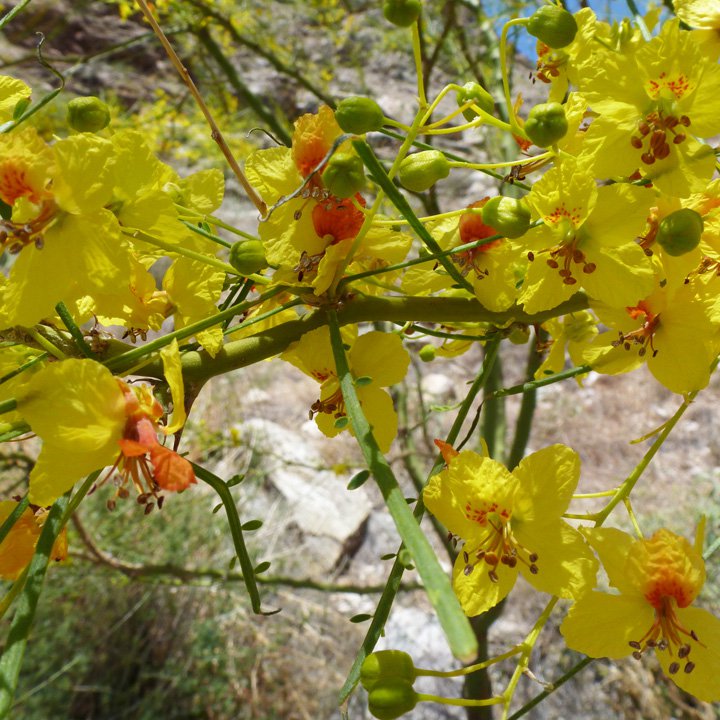 Parkinsonia Aculeata 500 Seeds, Mexican Palo Verde Shrub Tree