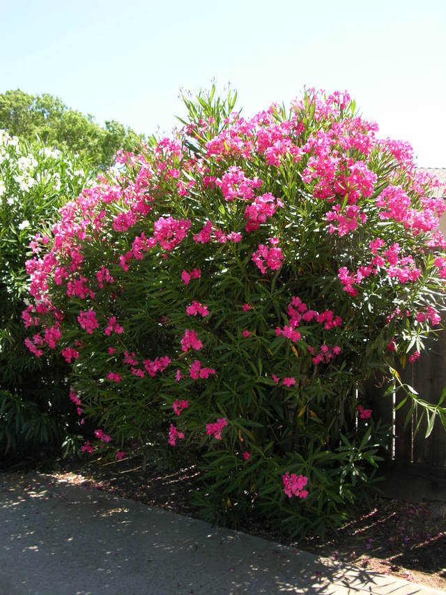 Nerium Oleander Hot Pink 15 Seeds Small And Hardy Tropical Treeshrub