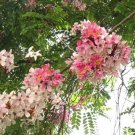 Cassia Javanica 50 Seeds, Pink Shower Flowering Fragrant Tree Cassia Javanica 50 Seeds, Pink Shower Flowering Fragrant Tree