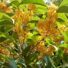 Osmanthus Fragrans Yellow 5 Seeds, Very Fragrant Sweet Olive, Cold Hardy Tree Shrub Osmanthus Fragrans Yellow 5 Seeds, Very Fragrant Sweet Olive, Cold Hardy Tree Shrub