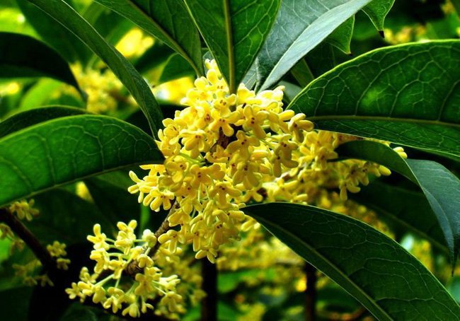 Osmanthus Fragrans Yellow 5 Seeds, Very Fragrant Sweet Olive, Cold ...