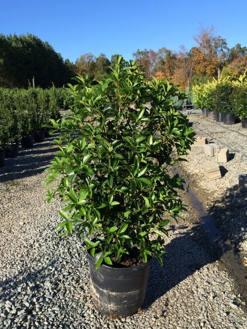 Osmanthus Fragrans Yellow 5 Seeds, Very Fragrant Sweet Olive, Cold ...