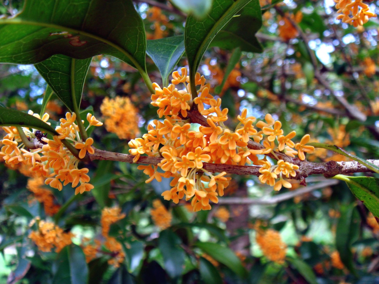 Osmanthus Fragrans Orange 5 Seeds Very Fragrant Sweet Olive Cold Hardy Tree Shrub 