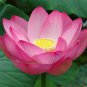 Nelumbo Nucifera, Fun Aquatic Pink Lotus 5 Seeds