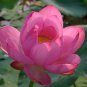 Nelumbo Nucifera, Fun Aquatic Pink Lotus 5 Seeds