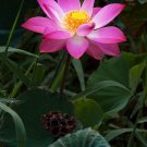 Nelumbo Nucifera, Fun Aquatic Pink Lotus 5 Seeds Nelumbo Nucifera, Fun Aquatic Pink Lotus 5 Seeds