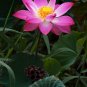 Nelumbo Nucifera, Fun Aquatic Pink Lotus 5 Seeds