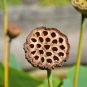 Nelumbo Nucifera, Fun Aquatic Pink Lotus 5 Seeds