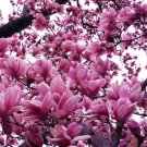 Magnolia Liliiflora Shrub 10 Seeds, Mulan Magnolia, Tulip or Lily Magnolia