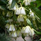 Elaeocarpus Floribundus Tree 4 Seeds, Indian Olive, Jolpai, E. tahanensis