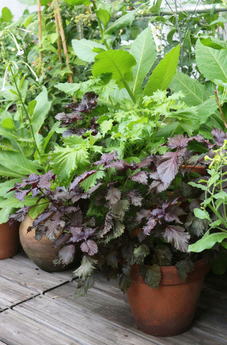 perilla-frutescens-50-seeds-edible-herb-landscaping-beefsteak-plant-shiso