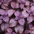 Perilla Frutescens 500 Seeds, Edible Herb Landscaping Beefsteak Plant, Shiso Perilla Frutescens 500 Seeds, Edible Herb Landscaping Beefsteak Plant, Shiso