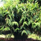 Thysanolaena Maxima 100+ Seeds, Tiger Broom Grass, Nepali Thysanolaena Maxima 100+ Seeds, Tiger Broom Grass, Nepali
