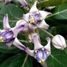 Calotropis Gigantea Shrub 10 Seeds, Giant Milkweed Crown Flower For Butterflies! Calotropis Gigantea Shrub 10 Seeds, Giant Milkweed Crown Flower For Butterflies!