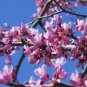Cercis Canadensis, Eastern Redbud Cold Hardy Tree, 20 Seeds