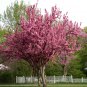 Cercis Canadensis, Eastern Redbud Cold Hardy Tree, 20 Seeds