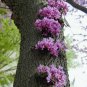 Cercis Canadensis, Eastern Redbud Cold Hardy Tree, 20 Seeds