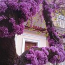 Cercis Canadensis, Eastern Redbud Cold Hardy Tree, 60 Seeds Cercis Canadensis, Eastern Redbud Cold Hardy Tree, 60 Seeds