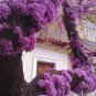 Cercis Canadensis, Eastern Redbud Cold Hardy Tree, 60 Seeds