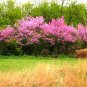 Cercis Canadensis, Eastern Redbud Cold Hardy Tree, 60 Seeds