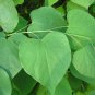 Cercis Canadensis, Eastern Redbud Cold Hardy Tree, 60 Seeds