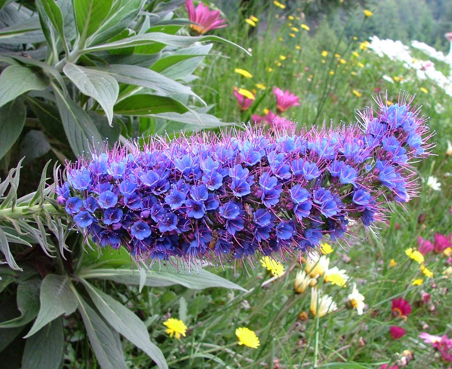 Echium Candicans 15 Seeds, Pride Of Madeira, Perennial Subshrub