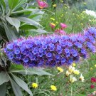 Echium Candicans 15 Seeds, Pride Of Madeira, Perennial Subshrub Echium Candicans 15 Seeds, Pride Of Madeira, Perennial Subshrub