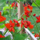Phaseolus Coccineus 10 Seeds, Scarlet Emperor Runner Bean Non-GMO