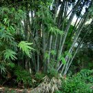 Dendrocalamus Strictus 10 Seeds, Male Bamboo, Solid Bamboo or Calcutta Bamboo Dendrocalamus Strictus 10 Seeds, Male Bamboo, Solid Bamboo or Calcutta Bamboo
