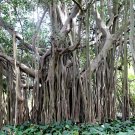 Ficus Benghalensis Tree 100+ Seeds, Banyan, Bengal Fig, East Indian Fig