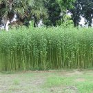 Corchorus Capsularis 100 Seeds, White Jute