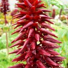 Melianthus Major Shrub 5 Seeds, Exotic Giant Honey Bush