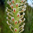 Hebenstretia Dura Shrub 5 Seeds, Cat's Tail, Slugwort Rare Oddity
