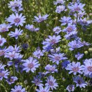 Felicia Heterophylla 25 Seeds, True Blue African Daisy Felicia Heterophylla 25 Seeds, True Blue African Daisy