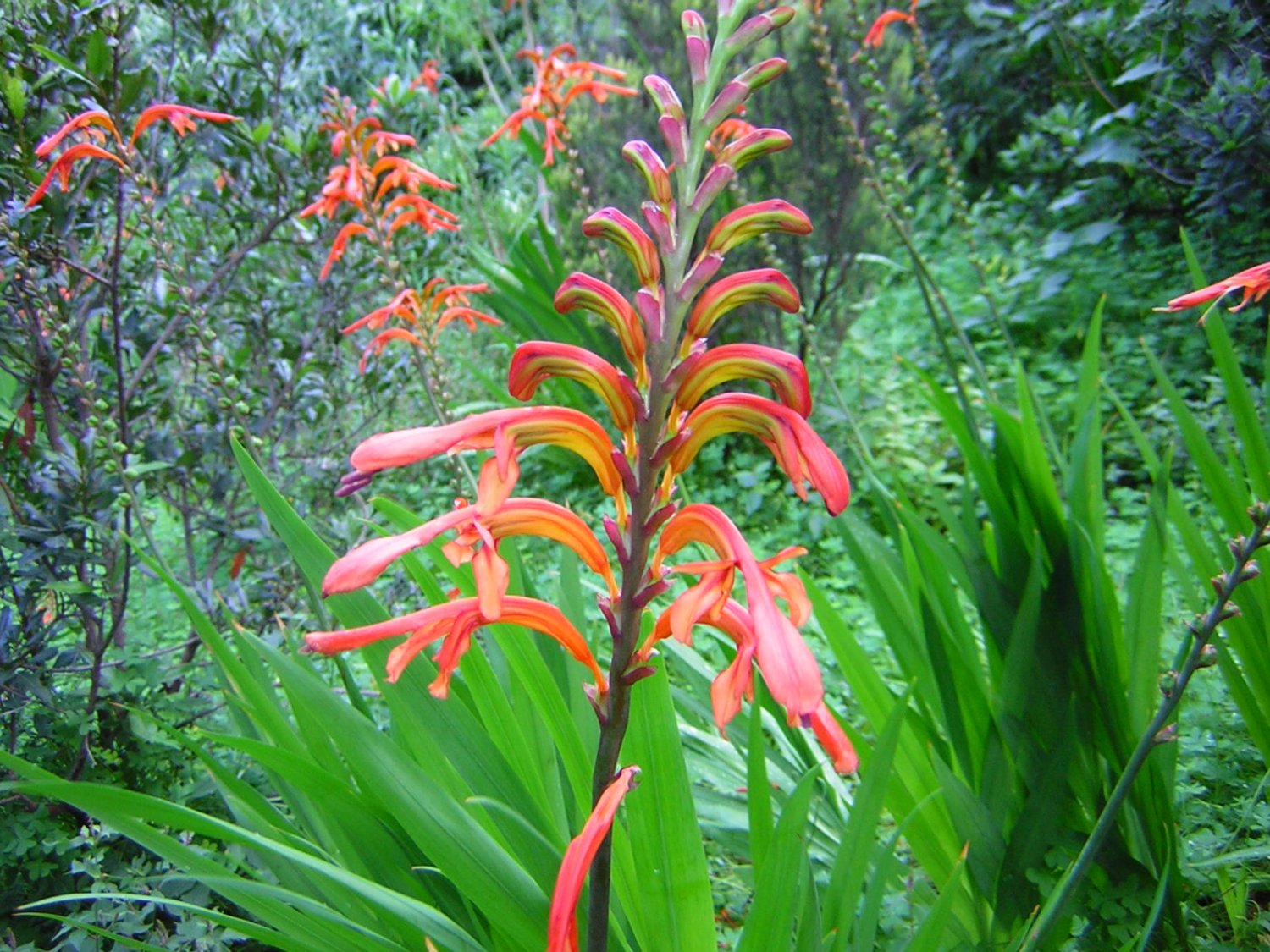 Chasmanthe Aethiopica 8 Seeds, Lesser Cobra Lily