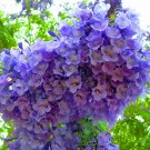 Jacaranda Mimosifolia Fern Tree 20 Seeds, Fragrant Blue Jacaranda, Bonsai Jacaranda Mimosifolia Fern Tree 20 Seeds, Fragrant Blue Jacaranda, Bonsai