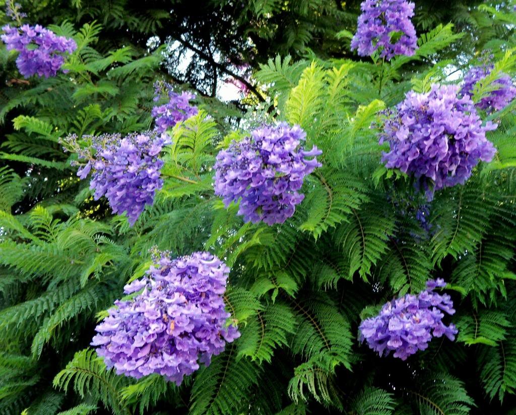 Jacaranda Mimosifolia Fern Tree 20 Seeds Fragrant Blue Jacaranda Bonsai