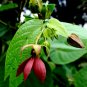 Abroma Augusta, Devil's Cotton 10 Seeds, Sm Tree Great For Containers