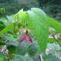 Abroma Augusta, Devil's Cotton 10 Seeds, Sm Tree Great For Containers
