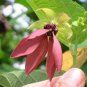Abroma Augusta, Devil's Cotton 10 Seeds, Sm Tree Great For Containers