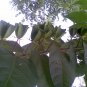 Abroma Augusta, Devil's Cotton 10 Seeds, Sm Tree Great For Containers
