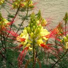 Caesalpinia Gilliesii Shrub/Tree Eye Poping Flowers!! Yellow Bird of Paradise 10 Seeds.