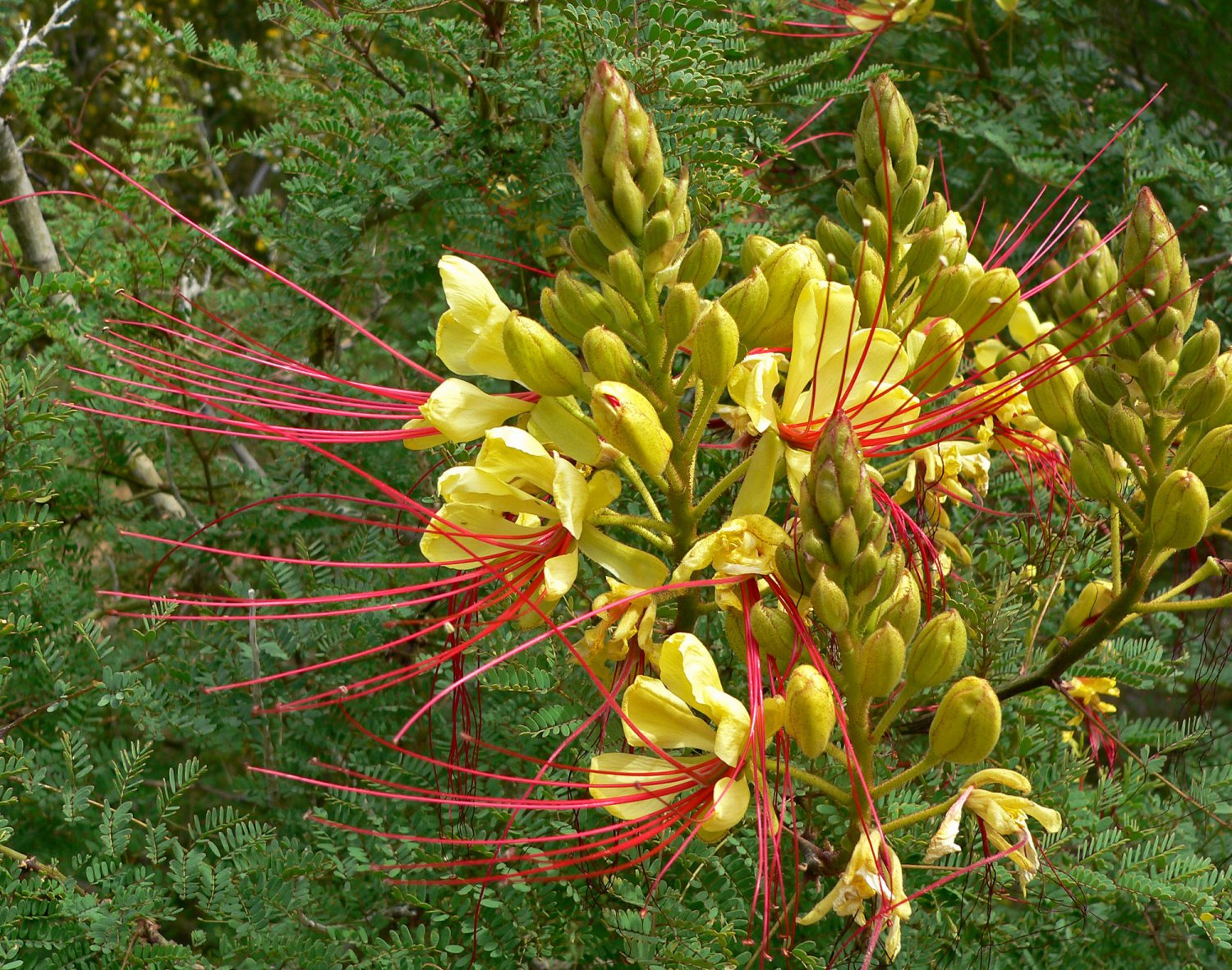 Caesalpinia Gilliesii Shrub/Tree Eye Poping Flowers!! Yellow Bird of