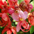 Cassia Roxburghii, Red Cassia Shower Tree 8 Seeds Cassia Roxburghii, Red Cassia Shower Tree 8 Seeds