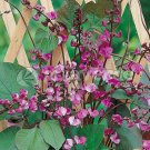 Lablab Purpureus 10 Seeds, Hyacinth Bean, Dolichos Vine Lablab Purpureus 10 Seeds, Hyacinth Bean, Dolichos Vine